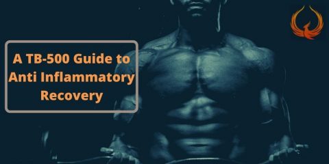 A TB-500 Guide to Anti Inflammatory Recovery - Phoenix Gen SARMS Australia
