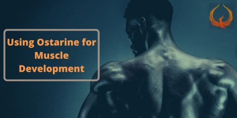 Using Ostarine for Muscle Development